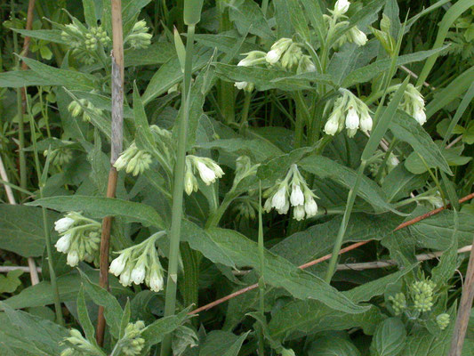 Symphytum offinale - Smeerwortel