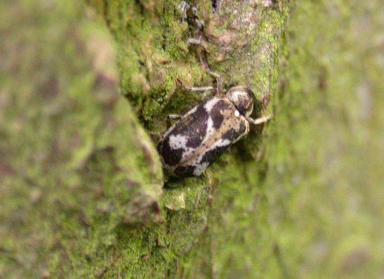 Tropiderus albirostris