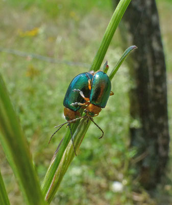 Sermylassa halensis - Walstrobladhaantje