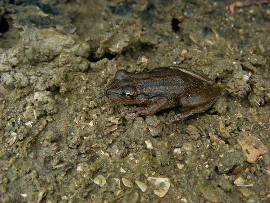 Scinax ruber - Red-snouted Treefrog of Two-striped Treefrog