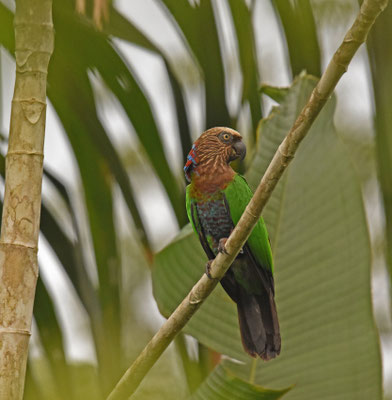 Red-fan Parrot