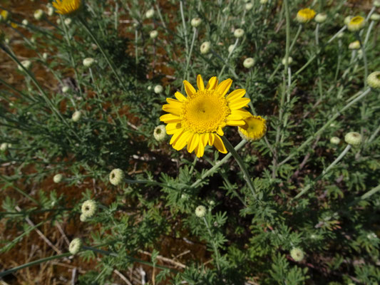Anthemis tinctoria - Gele kamille