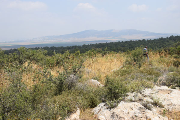 succesvolle weide op Mount Gliboa