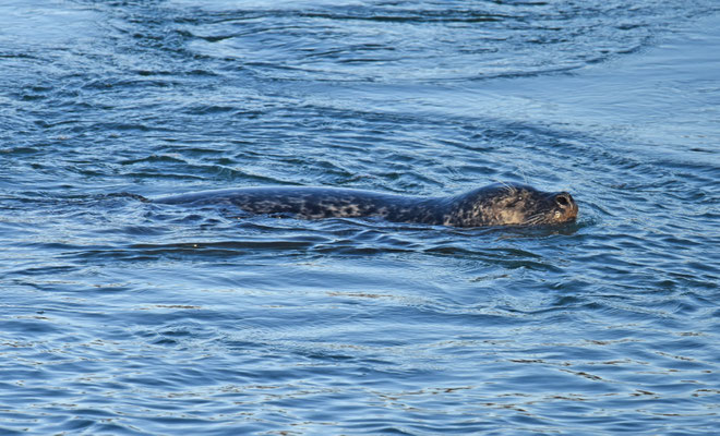 Gewone zeehond