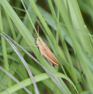 Gouden sprinkhaan,vrouw