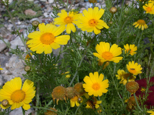 Chrysanthemum coronarium