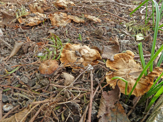 Coltricia confluens - Plakkaattolzwam