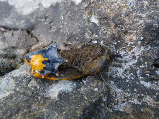 Bombina variegata (geelbuikvuurpad)