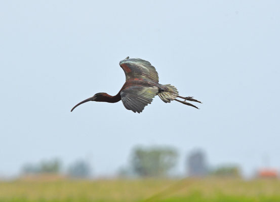Zwarte ibis