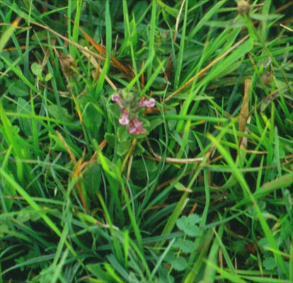 Teucrium chamaedrys - Echte gamander