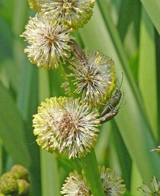 Donacia cinerea
