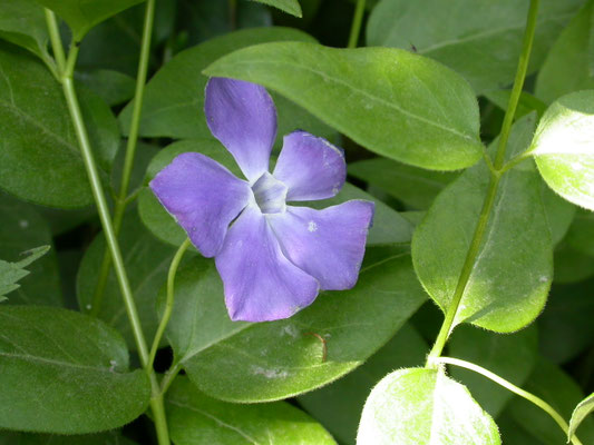 Vinca minor - Kleine maagdenpalm