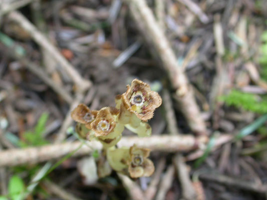 Monotropa hypopithys - Stofzaad