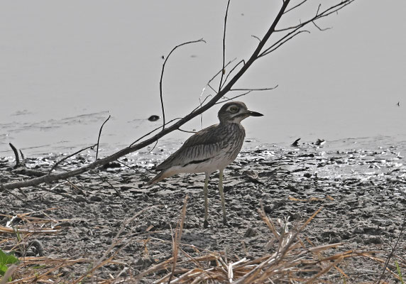Burhinus senegalensis - Senegal Thick-knee