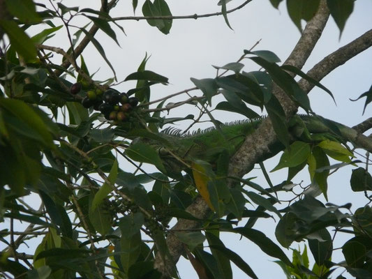 Groene leguaan