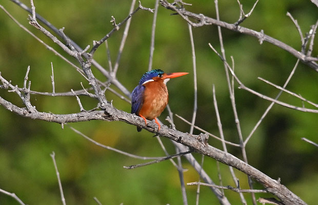 Alcedo cristata - Malachite Kingfisher