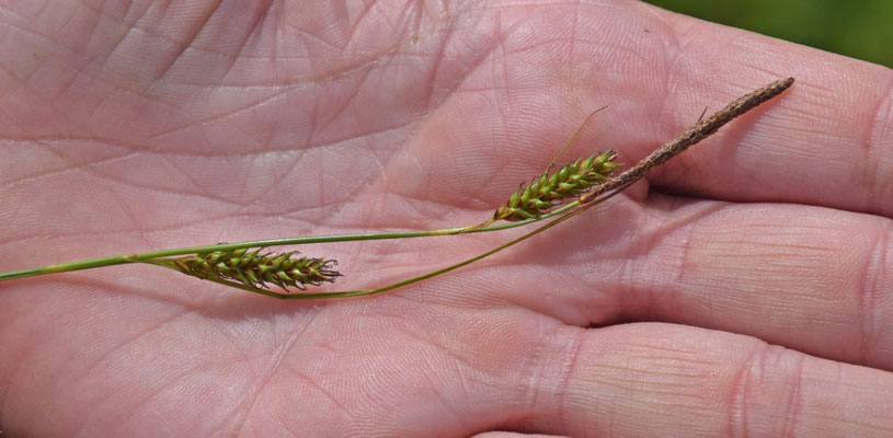 Carex distans - Zilte zegge