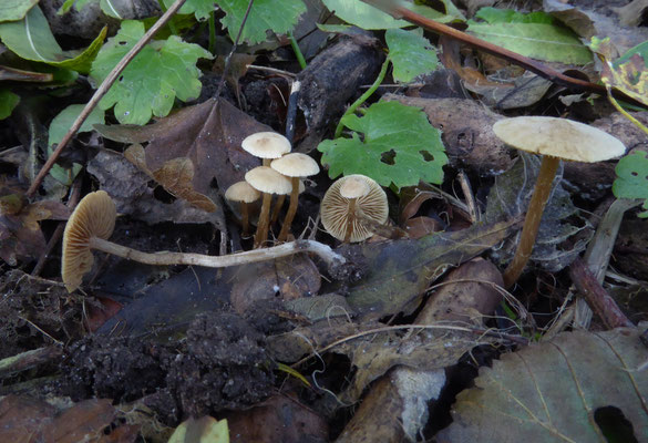 Tubaria dispersa - Meidoorndonsvoetje