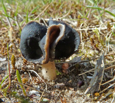 Helvella spadicea - Nonnenkapkluifzwam
