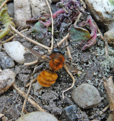 Andrena fulva - Vosje