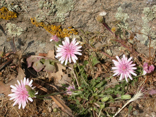 Crepis rubra - Rood streepzaad