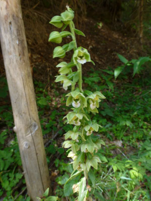 Epipactis helleborine - Brede wespenorchis