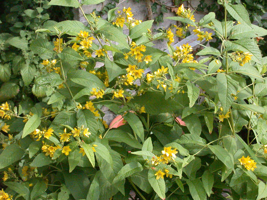 Lysimachia vulgaris - Echte wederik