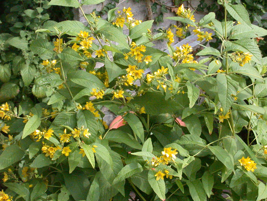 Lysimachia vulgaris - Grote wederik