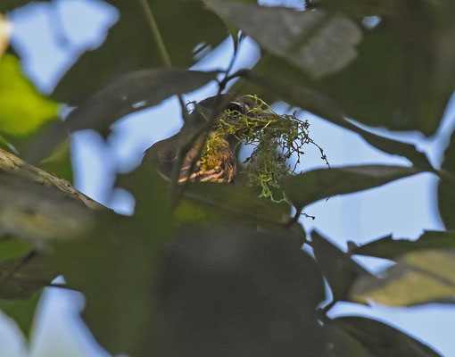White-winged Becard, female