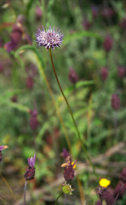 Knautia purpurea