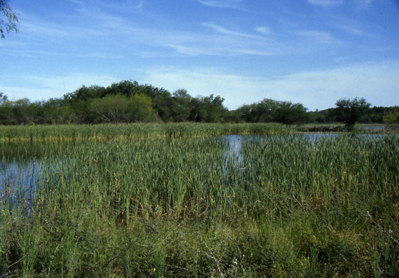 Santa Ana National Wildlife Refuge