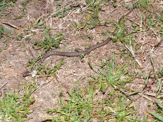 Natrix tesselata