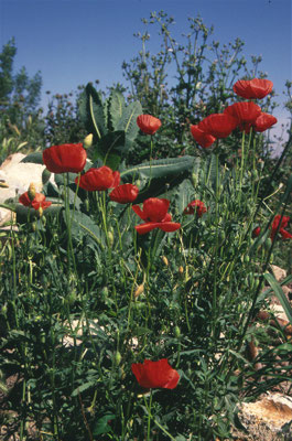 Papaver rhoeas - Gewone klaproos