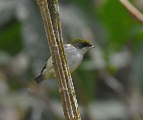 White-throated Manakin, female