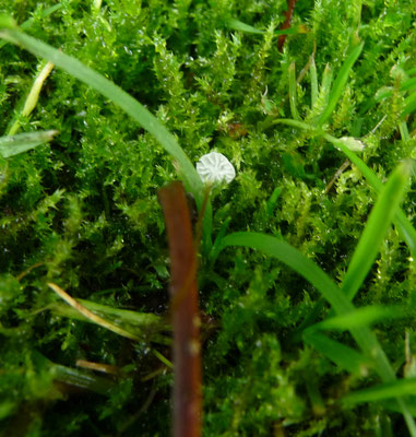Marasmiellus vaillantii - Halmruitertje