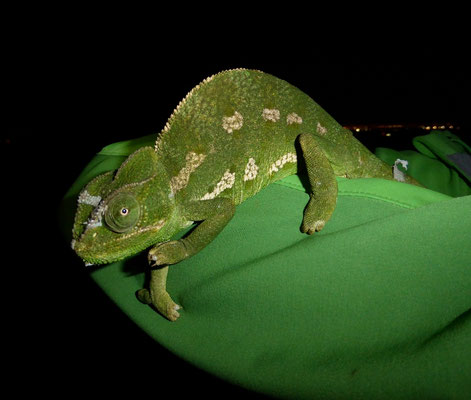Chamaeleo chamaeleon