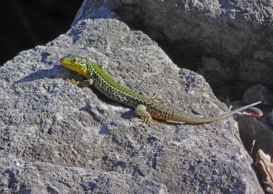 Karsthagedis (Podarcis melisellensis)