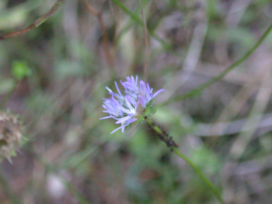 Jasione montana - Zandblauwtje