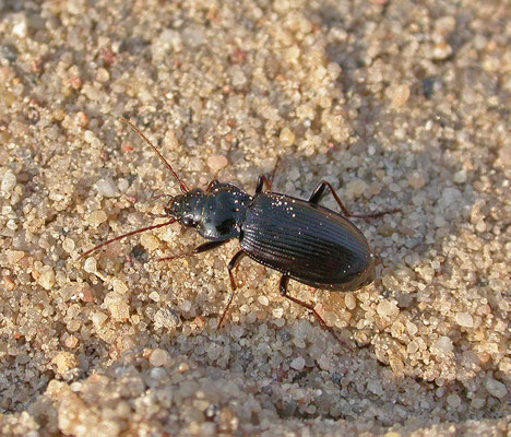 Nebria salina