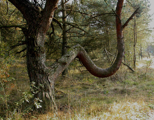 Pinus nigra - Zwarte den