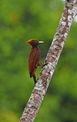 Chestnut Woodpecker