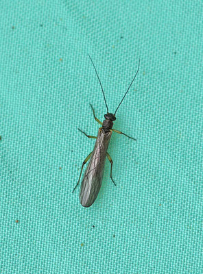 beeksteenvlieg spec