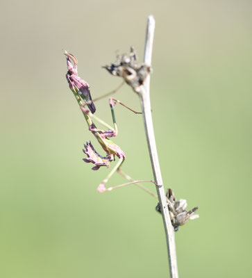Empusa pennata