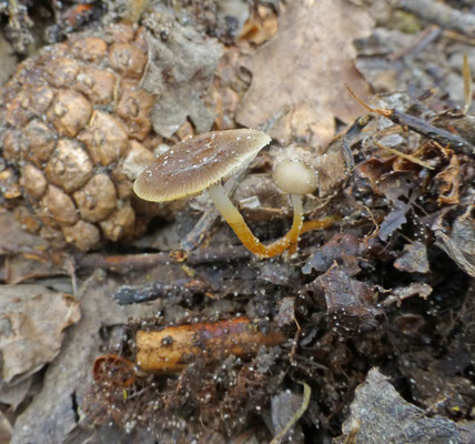 Strobilurus tenacellus - Bittere dennenkegelzwam