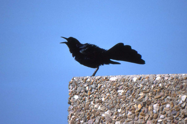 Boat-tailed Grackle