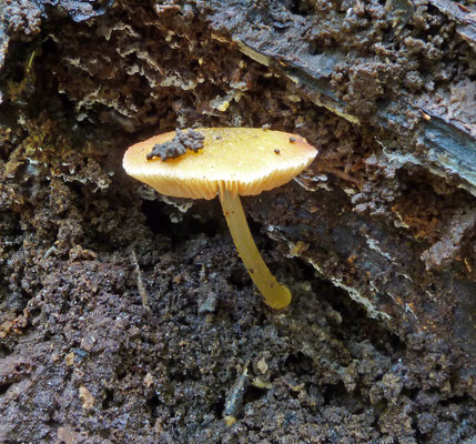 Pluteus leoninus - Goudgele hertenzwam