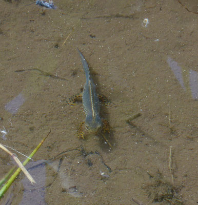 Alpenwatersalamander (Ichthyosaura alpestris)
