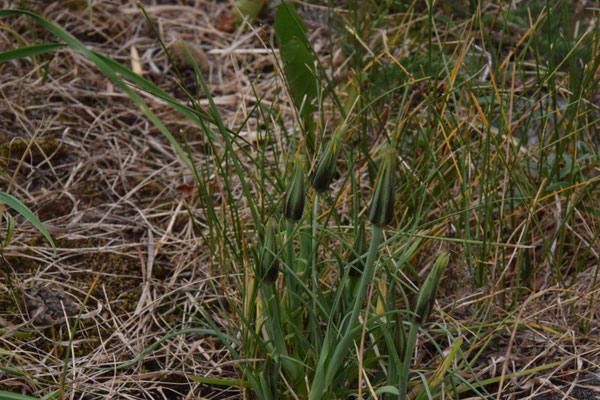Scorzonera aristata
