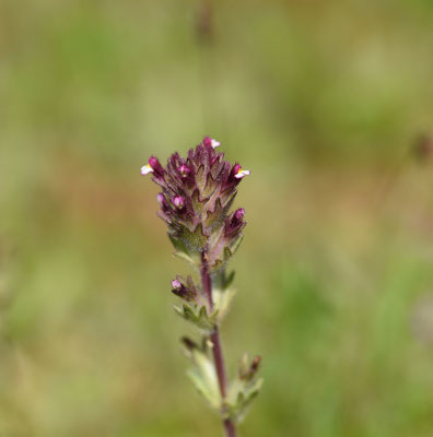 Parentucellia latifolia