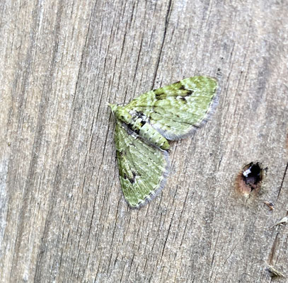 Chloroclystis v-ata - V-dwergspanner